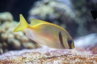 觀賞魚吃蝸牛嗎（熱帶魚與冷水管魚的區(qū)別熱帶魚與冷水管魚的區(qū)別） 紅老虎魚 第3張