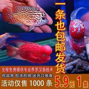 觀賞魚發(fā)貨（無錫觀賞魚發(fā)貨觀賞魚發(fā)貨需要注意的事項(xiàng)是什么） 造景/裝飾 第3張