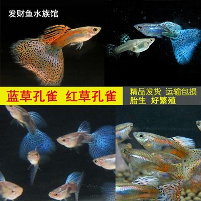 觀賞魚發(fā)貨（無錫觀賞魚發(fā)貨觀賞魚發(fā)貨需要注意的事項(xiàng)是什么） 造景/裝飾 第1張