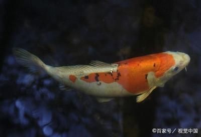 觀賞魚養(yǎng)殖技巧（觀賞魚的養(yǎng)殖技巧） 博特水族 第1張