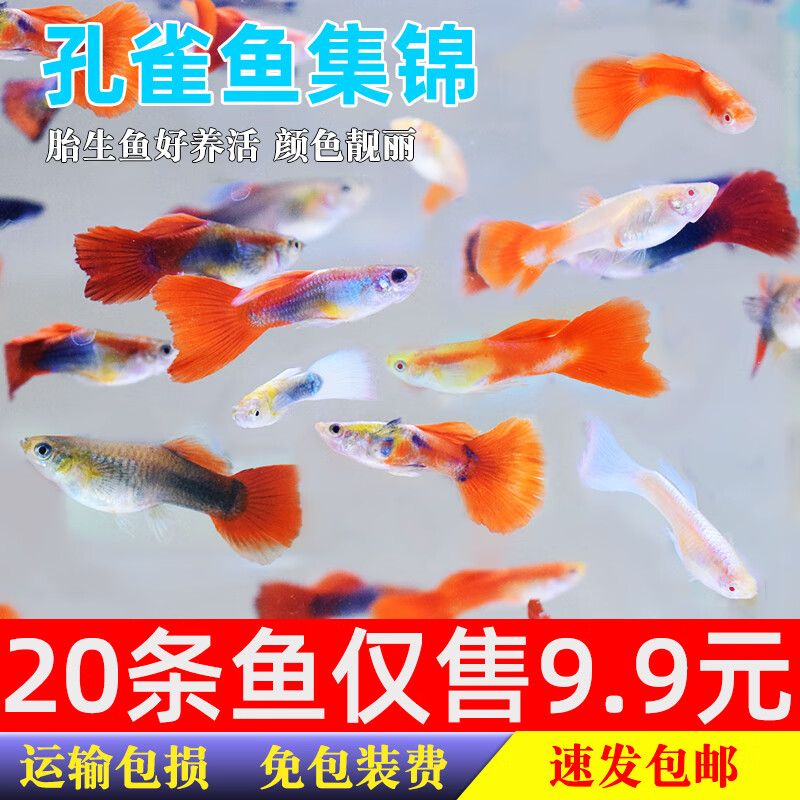 淡水觀賞魚(yú)蝦（淡水觀賞蝦的價(jià)格） 帝王迷宮 第2張