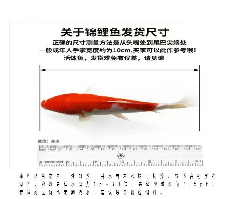 淡水觀賞魚(yú)蝦（淡水觀賞蝦的價(jià)格） 帝王迷宮 第3張