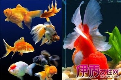 大魚缸里養(yǎng)的金魚經(jīng)常死亡的原因（大魚缸養(yǎng)的金魚經(jīng)常死亡的原因） 狗仔招財(cái)貓魚 第3張