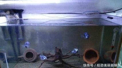 觀賞魚迷你鸚鵡魚（迷你鸚鵡魚怎么養(yǎng)）