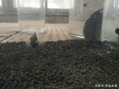 觀賞魚迷你鸚鵡魚（迷你鸚鵡魚怎么養(yǎng)）