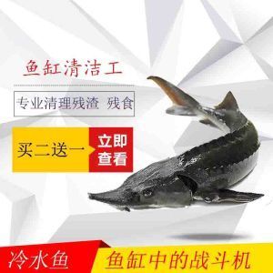 觀賞魚會(huì)吃觀賞魚嗎（觀賞魚的繁殖行為） 廣州景觀設(shè)計(jì) 第3張