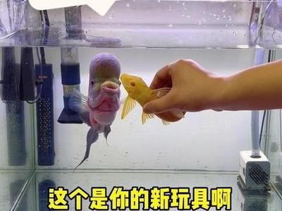 廣州觀賞魚店員工工資怎么樣 潛水艇魚 第3張