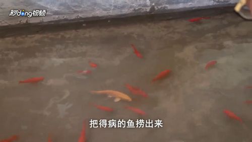 觀賞魚的魚鱗炸毛了怎么回事（觀賞魚疾病防治全攻略觀賞魚疾病防治全攻略） 觀賞魚進(jìn)出口 第3張