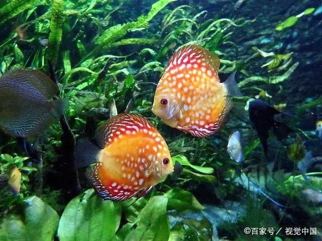 觀賞魚白點(diǎn)?。ㄈ绾沃委熡^賞魚白點(diǎn)病）