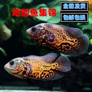 白色大型觀賞魚身上沒有鱗片怎么回事兒（白色大型觀賞魚身上沒有鱗片是怎么回事？） 名貴錦鯉魚 第4張