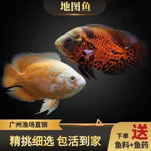 白色大型觀賞魚身上沒有鱗片怎么回事兒（白色大型觀賞魚身上沒有鱗片是怎么回事？） 名貴錦鯉魚 第1張