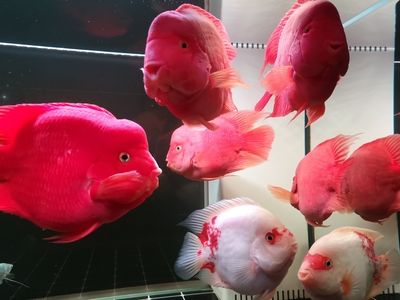 觀賞魚交易網(wǎng)app（觀賞魚交易平臺(tái)） 海水魚 第4張