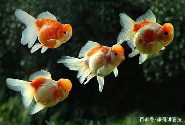 觀賞魚黃金貓怎么養(yǎng)好呢（黃金貓魚的飼養(yǎng)技巧）