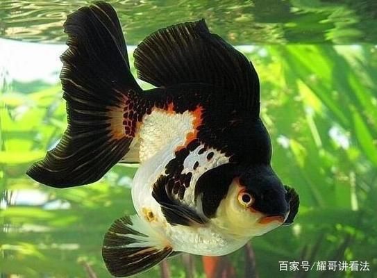 觀賞魚黃金貓怎么養(yǎng)好呢（黃金貓魚的飼養(yǎng)技巧）