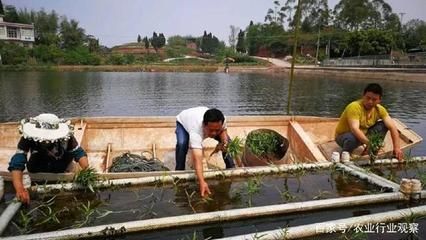 觀賞魚生意好做嗎現(xiàn)在還能做嗎（人工繁殖技術(shù)的最新突破人工繁殖技術(shù)是觀賞魚養(yǎng)殖領(lǐng)域關(guān)鍵技術(shù)）