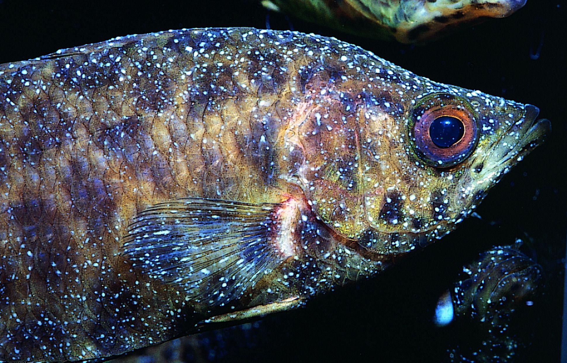 觀賞魚(yú)治病一個(gè)療程多少天（觀賞魚(yú)疾病治療需要多少天治療觀賞魚(yú)疾病治療方法對(duì)比） 羅漢魚(yú)批發(fā) 第3張