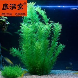 草金魚缸布景圖（草金魚缸造景技巧） 泰龐海蓮魚 第4張