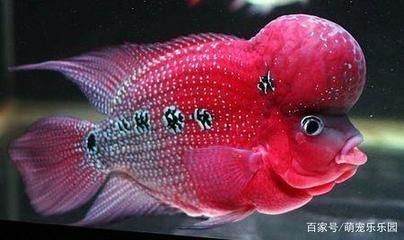 觀賞魚羅漢魚好養(yǎng)嗎（羅漢魚是一種容易飼養(yǎng)的觀賞魚，但要養(yǎng)得好還需要一定的飼養(yǎng)技巧）