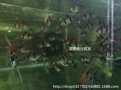 觀賞魚燕子養(yǎng)殖方法視頻（如何鑒別健康的燕子魚） 水族世界 第4張