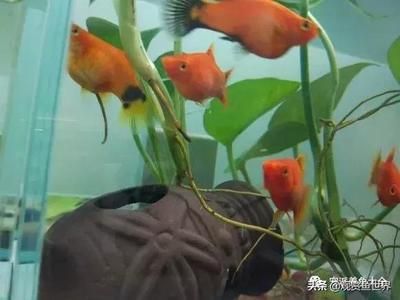 觀賞魚愛好者叫什么魚呢（熱帶淡水觀賞魚觀賞魚的飼養(yǎng)技巧） 白子關(guān)刀魚 第2張