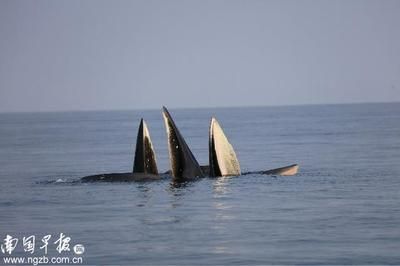 大嘴鯨是什么鯨魚(yú)（大嘴鯨是什么魚(yú)？）