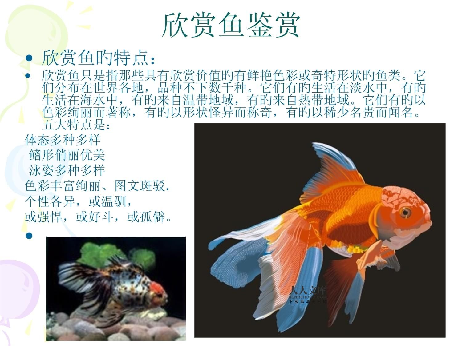 觀賞魚的分類鑒別和鑒賞（觀賞魚全世界500多種觀賞魚的彩色圖鑒） 武吉美拉金龍魚 第2張