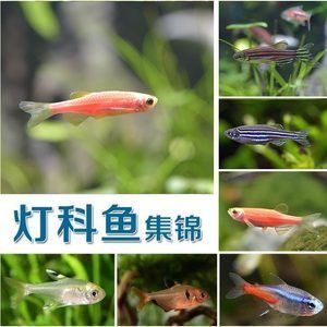 觀賞魚(yú) 分類（觀賞魚(yú)的分類方式是根據(jù)搜索結(jié)果整理的幾種常見(jiàn)方式） 魚(yú)缸水泵 第3張