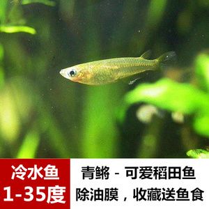 觀賞魚(yú) 分類（觀賞魚(yú)的分類方式是根據(jù)搜索結(jié)果整理的幾種常見(jiàn)方式） 魚(yú)缸水泵 第2張