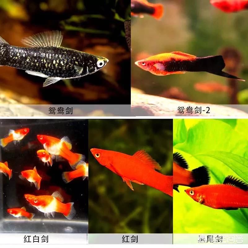 觀賞魚(yú) 分類（觀賞魚(yú)的分類方式是根據(jù)搜索結(jié)果整理的幾種常見(jiàn)方式） 魚(yú)缸水泵 第1張