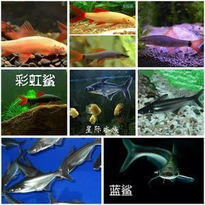 觀賞魚藍(lán)鯊視頻（探索熱帶魚的世界） 造景/裝飾 第4張