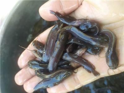 廣東本地觀賞魚（廣東觀賞魚養(yǎng)殖技術） 觀賞蝦蟹等飼料 第4張