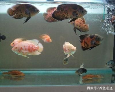 地圖魚養(yǎng)幾條最旺財（養(yǎng)地圖魚的風水講究） 九鼎魚缸 第1張