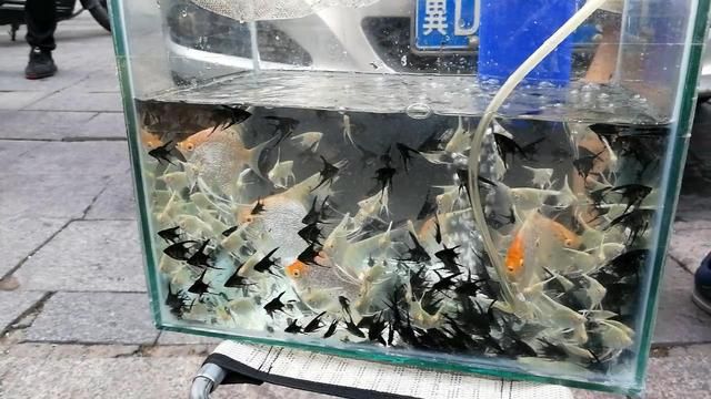 紅頭觀賞魚燕魚多少錢（紅頭觀賞魚燕魚價(jià)格）