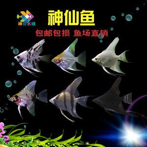 紅頭觀賞魚燕魚多少錢（紅頭觀賞魚燕魚價(jià)格）