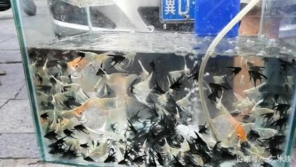 紅頭觀賞魚燕魚多少錢（紅頭觀賞魚燕魚價(jià)格）