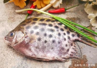 好養(yǎng)的淡水熱帶觀賞魚（熱帶觀賞魚的繁殖技巧不同疾病的預(yù)防與治療熱帶觀賞魚品種）