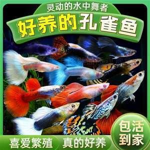 好養(yǎng)的淡水熱帶觀賞魚（熱帶觀賞魚的繁殖技巧不同疾病的預(yù)防與治療熱帶觀賞魚品種）