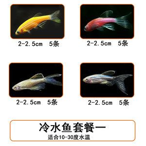 常溫淡水觀賞魚有哪些（常溫淡水觀賞魚的種類） 黃金斑馬魚 第2張