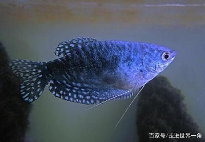 觀賞魚吃不吃蚯蚓（觀賞魚可以作為觀賞魚的食物可以作為觀賞魚的食物） 大嘴鯨魚 第2張