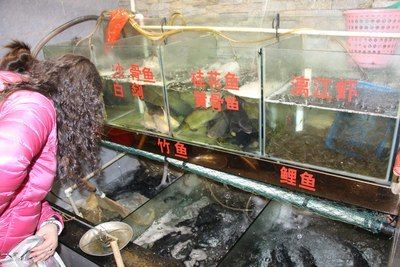 廣佛花魚之家怎么樣知乎推薦一下（廣佛花魚之家是一個集花鳥魚蟲、文玩等多種元素于一體的市場） 網上購買觀賞魚 第1張