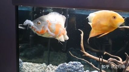 互動的觀賞魚