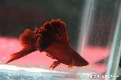 觀賞魚前十名排名（觀賞魚前十名的排名：-獅子魚性格孤僻,喜歡獨居） 魚缸水泵 第1張