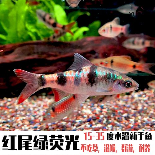 黑色大型觀賞魚(yú)都有啥（幾種常見(jiàn)的黑色大型觀賞魚(yú)的飼養(yǎng)技巧） 錦鯉池魚(yú)池建設(shè) 第4張