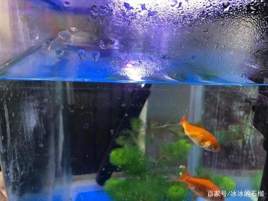 觀賞魚(yú)皮膚發(fā)白怎么回事（觀賞魚(yú)皮膚發(fā)白可能是由多種原因引起的觀賞魚(yú)皮膚發(fā)白） 黑云魚(yú) 第1張