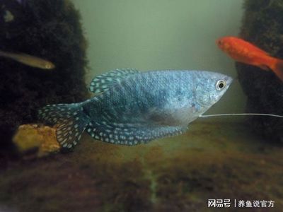 觀賞魚可以放鹽嗎（觀賞魚可以放鹽嗎？） 圣菲埃及魚 第3張