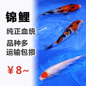 白寫錦鯉魚風水（白寫錦鯉在風水學上具有一定的作用）