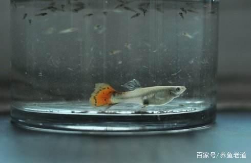 觀賞魚能生小魚嗎（觀賞魚有能力生小魚嗎）