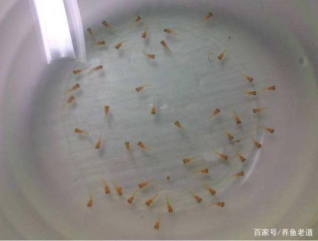 觀賞魚(yú)能生小魚(yú)嗎（觀賞魚(yú)有能力生小魚(yú)嗎） 赤元素 第4張