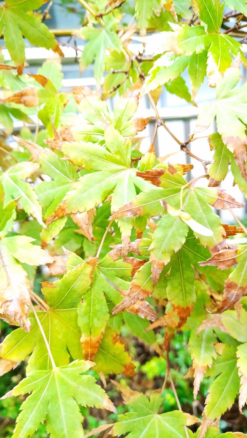 懷慶今日有雨，山陽城雨幕中！（kacepir評論：說的都不好意思了） 觀賞魚論壇 第3張