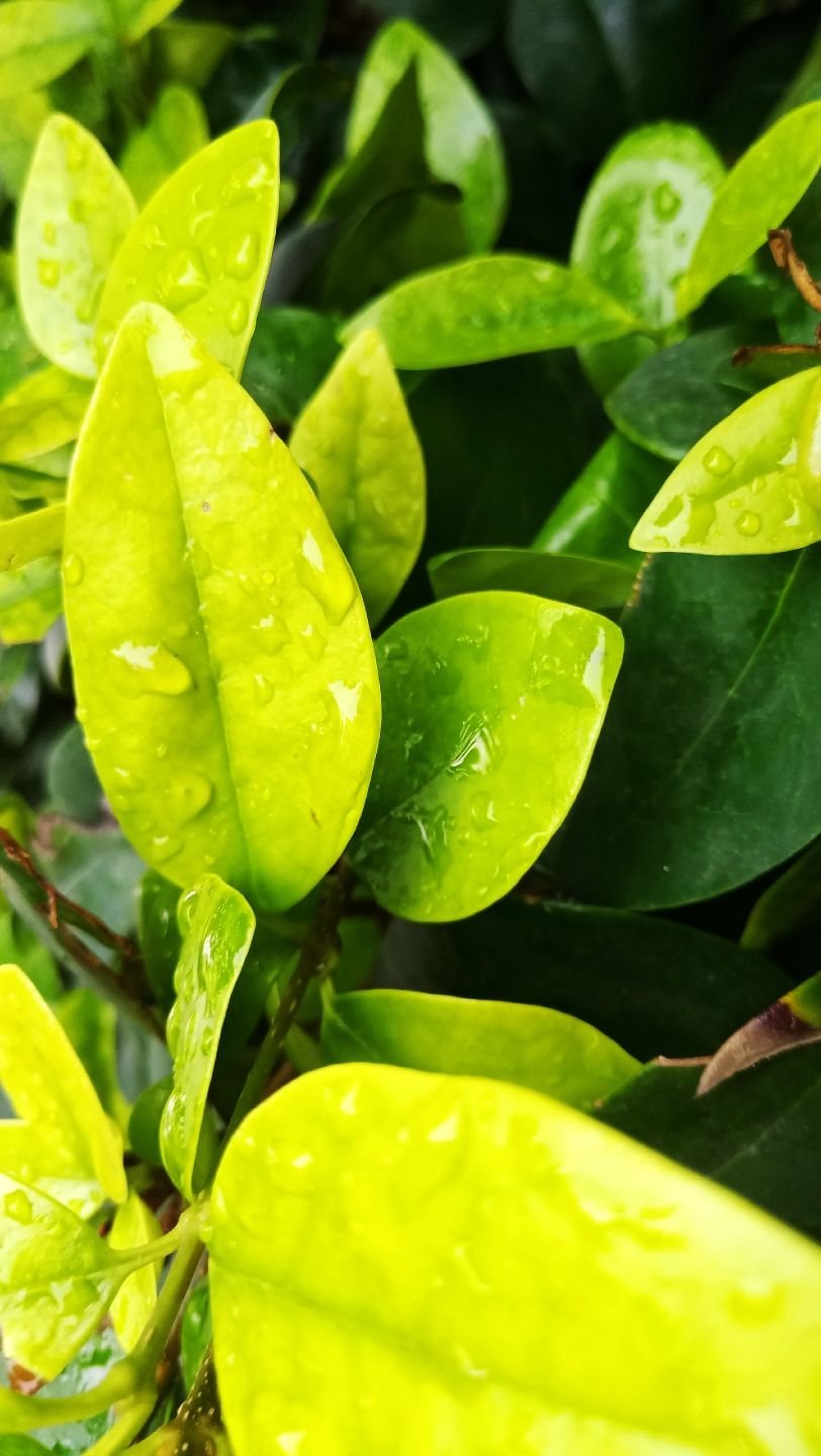 懷慶今日有雨，山陽城雨幕中?。╧acepir評論：說的都不好意思了） 觀賞魚論壇 第5張